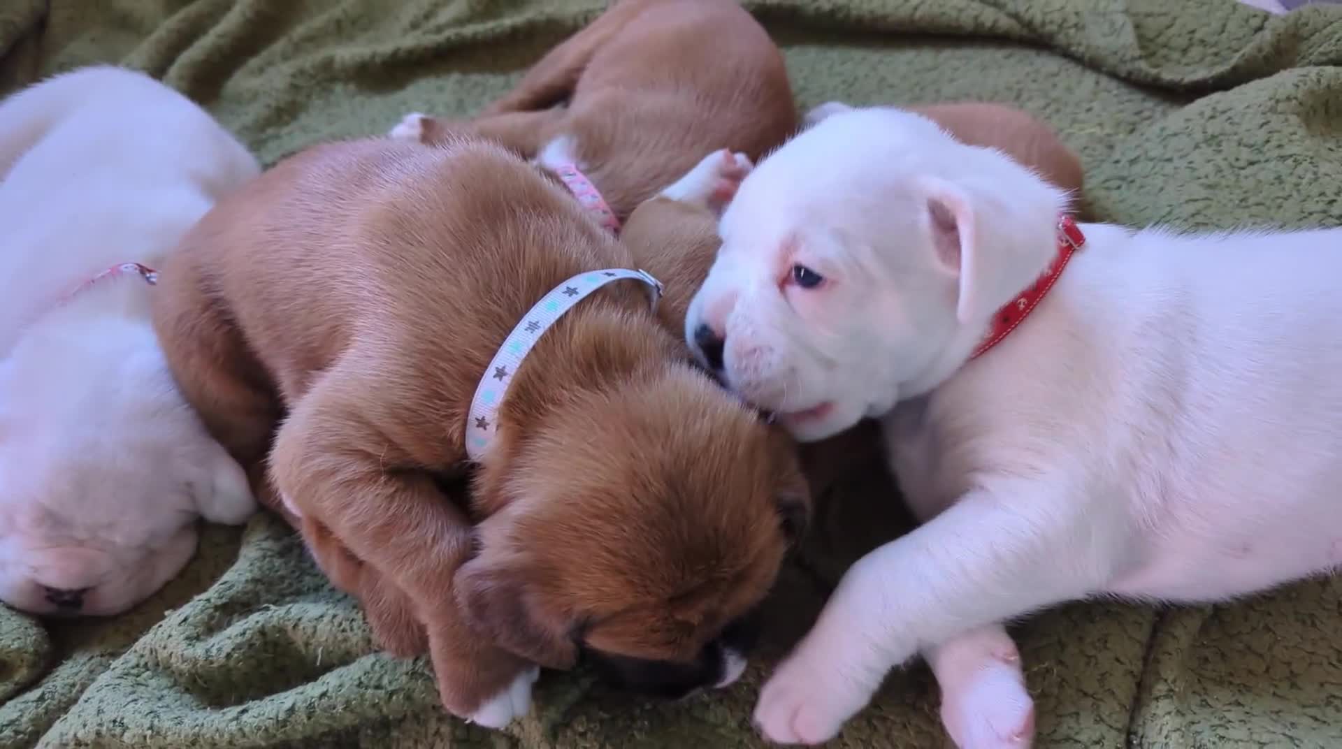 Boxer dogs for sale: Zero heart score mum. Only one puppy left - Video 2