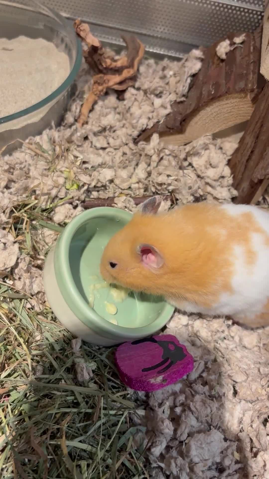 Hamster rodents for sale: George the Syrian Hamster (includes cage etc…) - Video 2