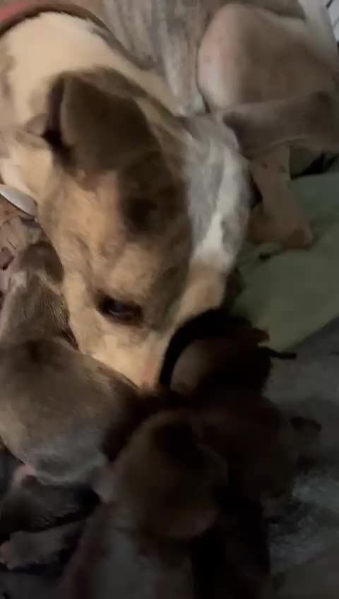 Whippet dogs for sale: KC registered blue whippet puppies for sale - Video 1