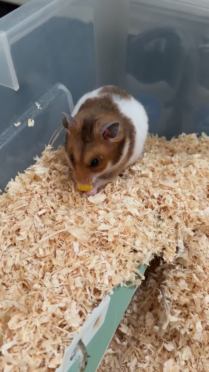 Hamster rodents for sale: Syrian boy hamster  in Chatham - Video 1