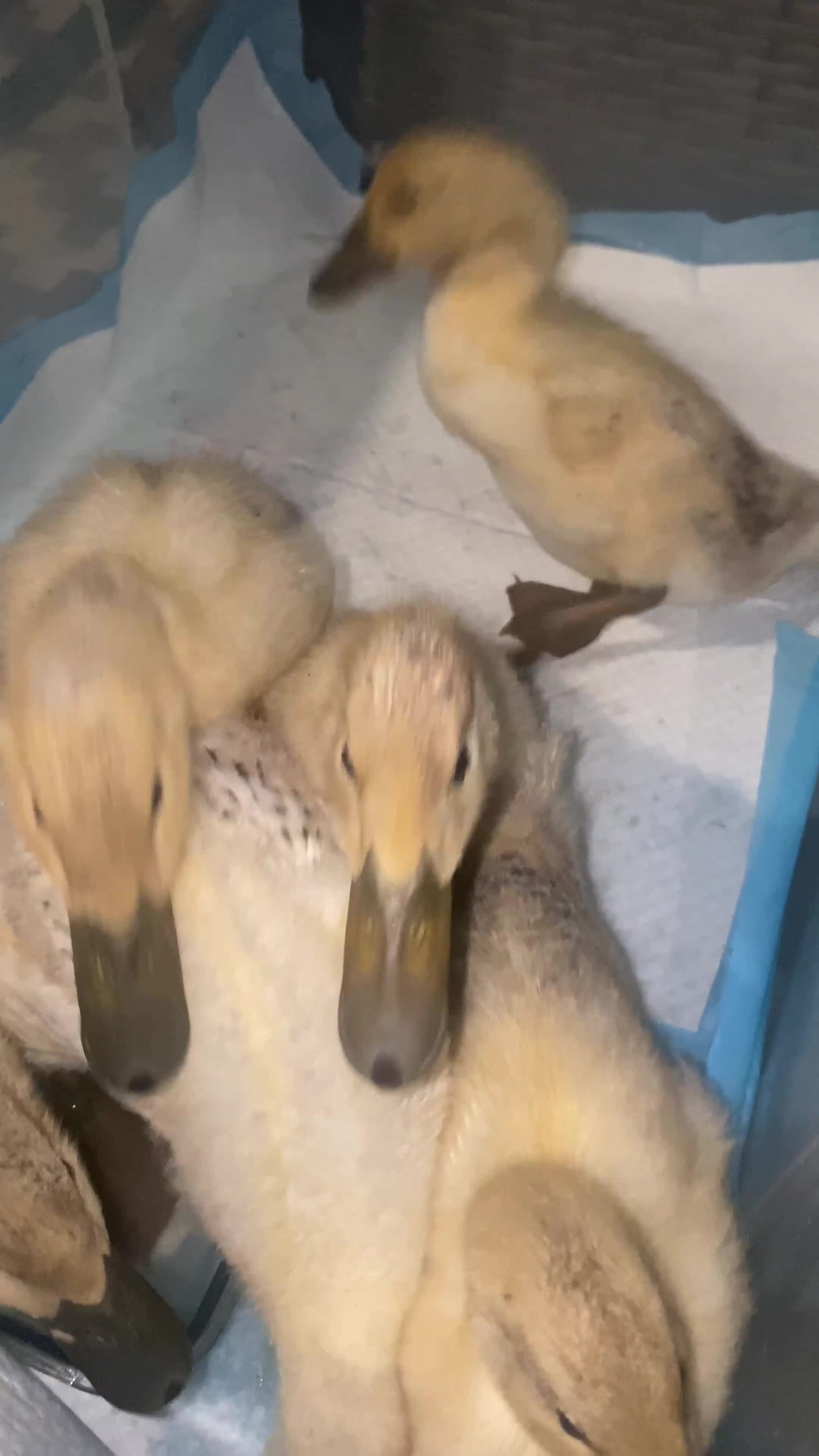 Ducks poultry for sale:  Purebred Welsh Harlequin Ducklings Available 🐥 - Video 1