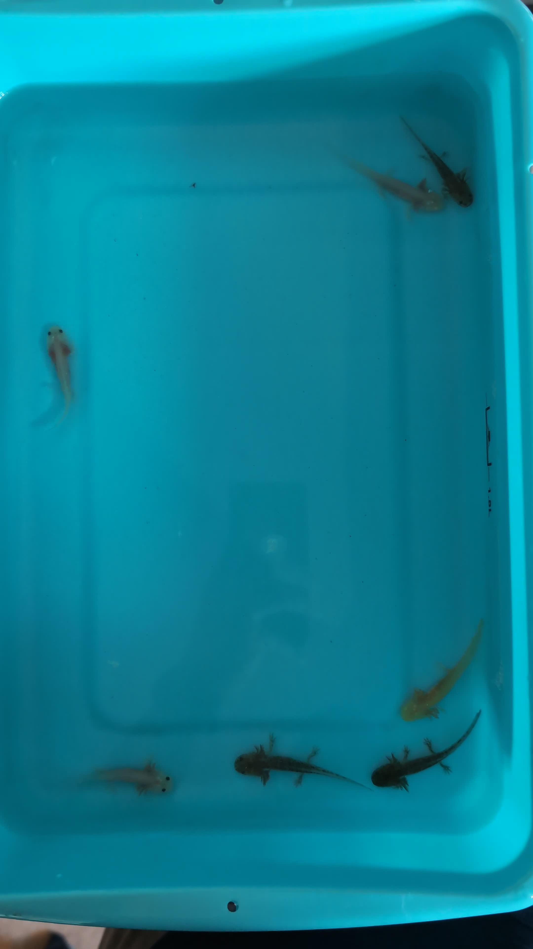 Axolotl reptiles for sale: Axolotl babies 15 weeks old multiple variations in Peterborough - Video 1