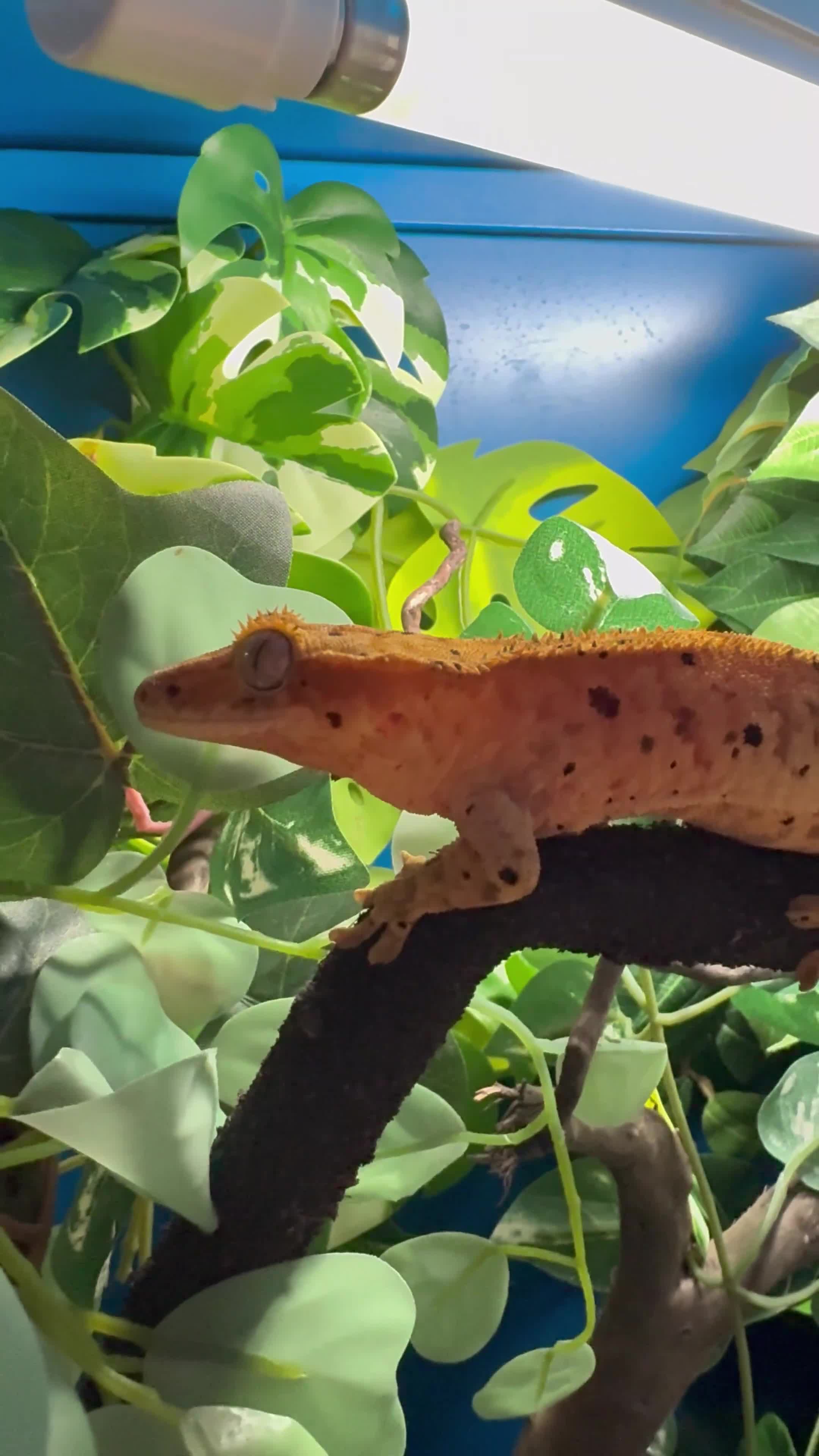 Gecko reptiles for sale:  Month Old Male Crested Gecko – London - Video 1