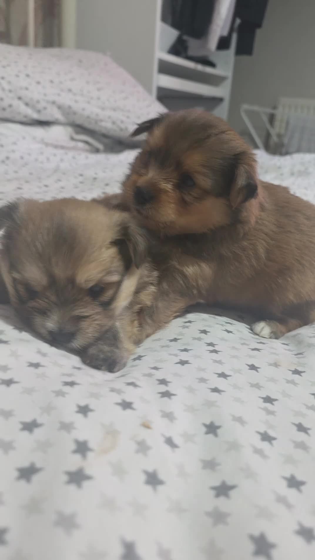 Mixed Breed dogs for sale: Yorkie-pom puppies 3 boys 1 girl - Video 2