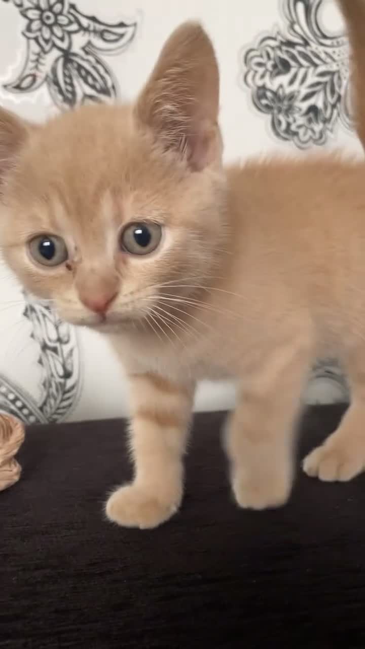 British Shorthair cats for sale: Male British Shorthair Kitten - Video 1