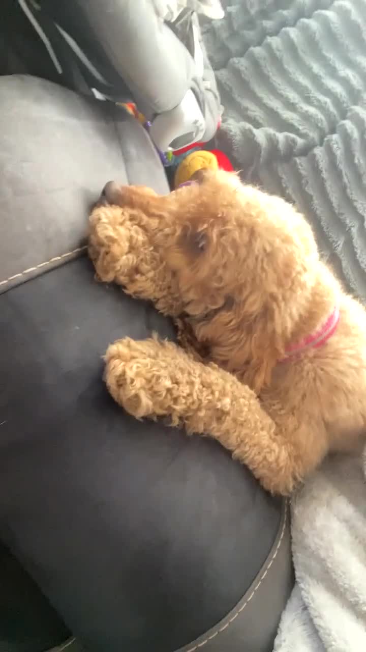 Cockapoo dogs for sale: Cockepoo girl 2year old - Video 1