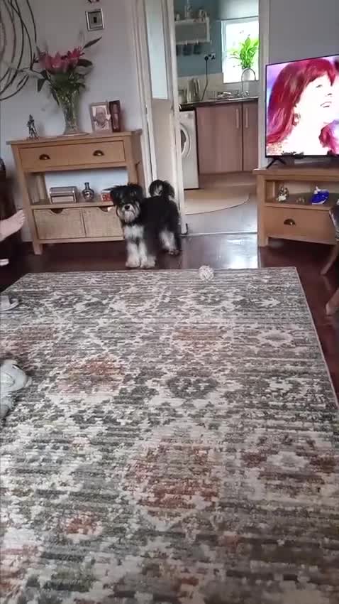 Miniature Schnauzer dogs for sale: milly mini schnauzer - Video 1