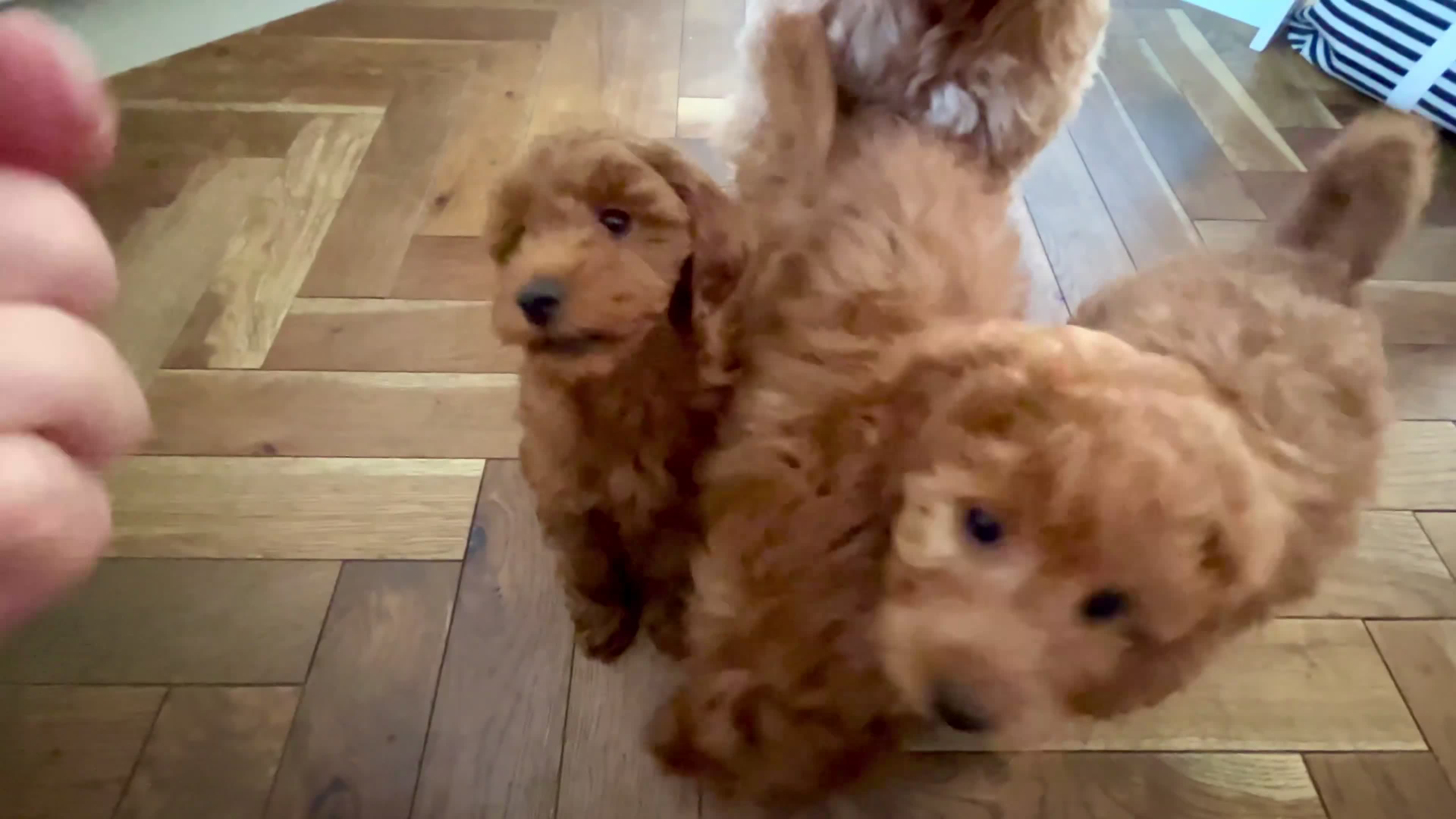 Goldendoodle dogs for sale: F1b Mini Goldendoodles - DNA/health tested - Video 1