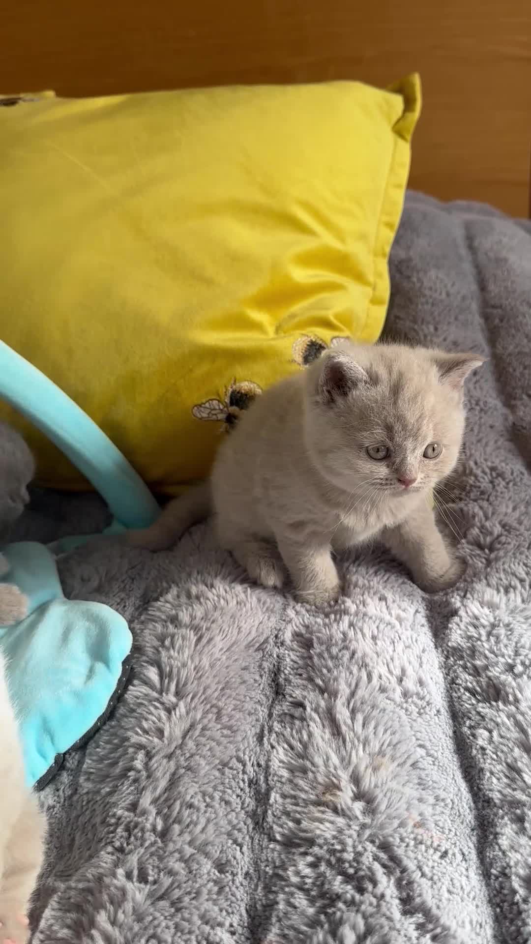 British Shorthair cats for sale: GCCF registered Kittens  - Video 1