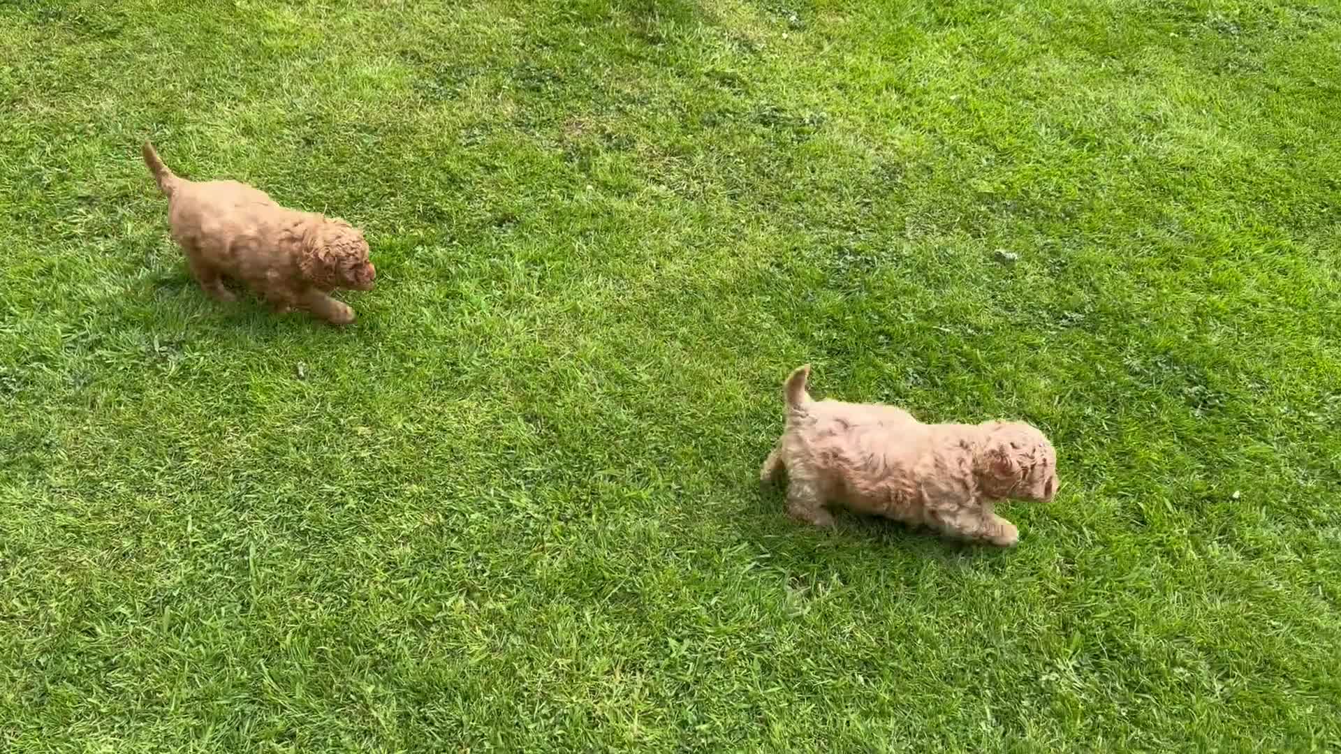 Cavachon dogs for sale: 5 ⭐️Gorgeous F1 Fox Red boy Cavapoochon. - Video 3