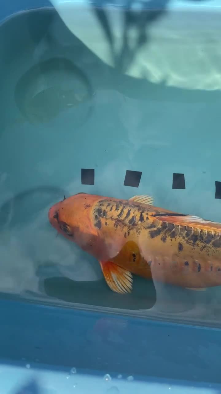 Koi Carp fish for sale: Koi Carp - Video 1