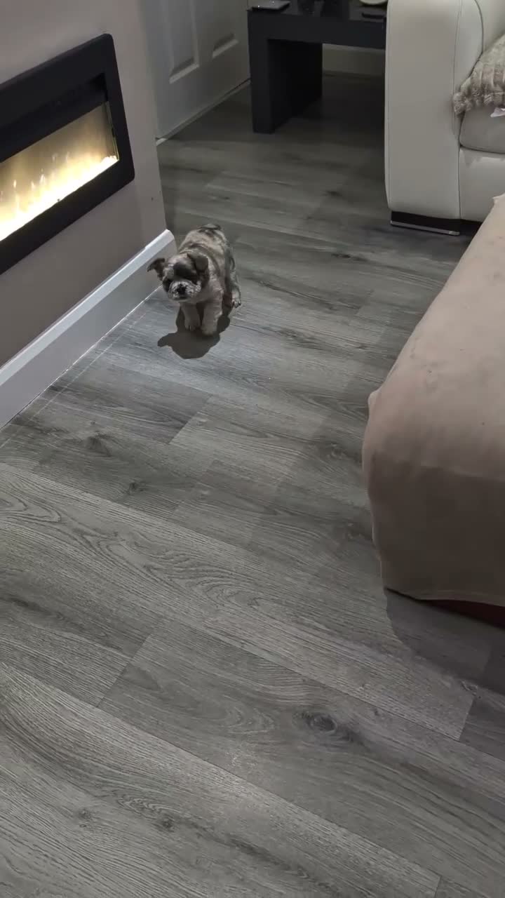 French Bulldog dogs for sale: Beautiful Merle Frenchie Girls in Aberdeen - Video 2