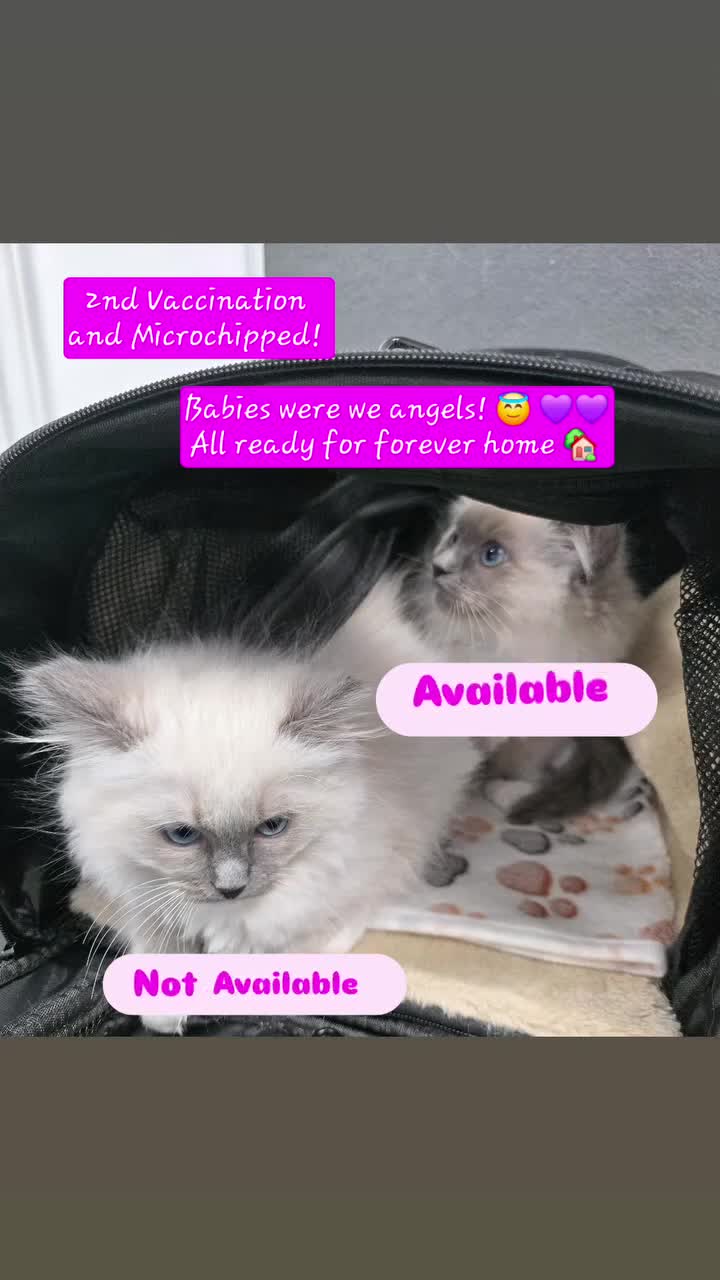 Ragdoll cats for sale: ✨**SOLD**- GCCF Registered Ragdolls - Video 2