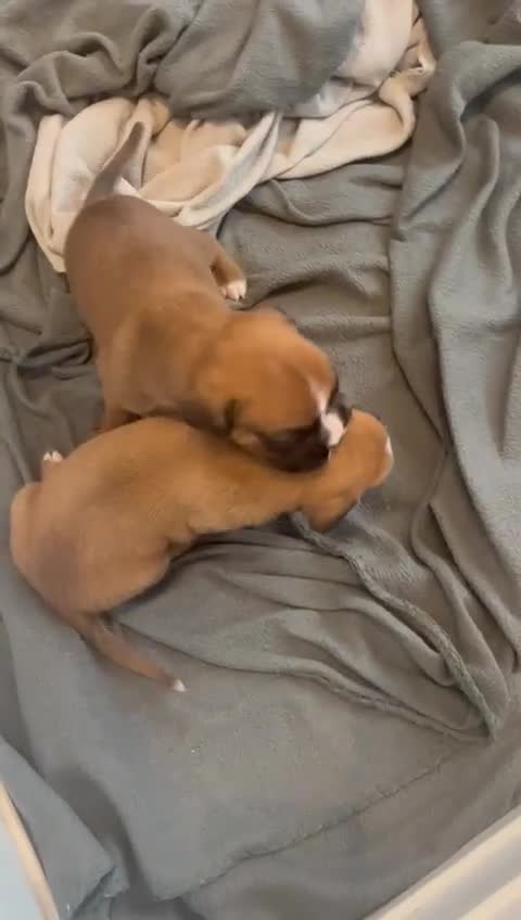 Boxer dogs for sale: Beautiful Boxer Puppies  🐾 - Video 3