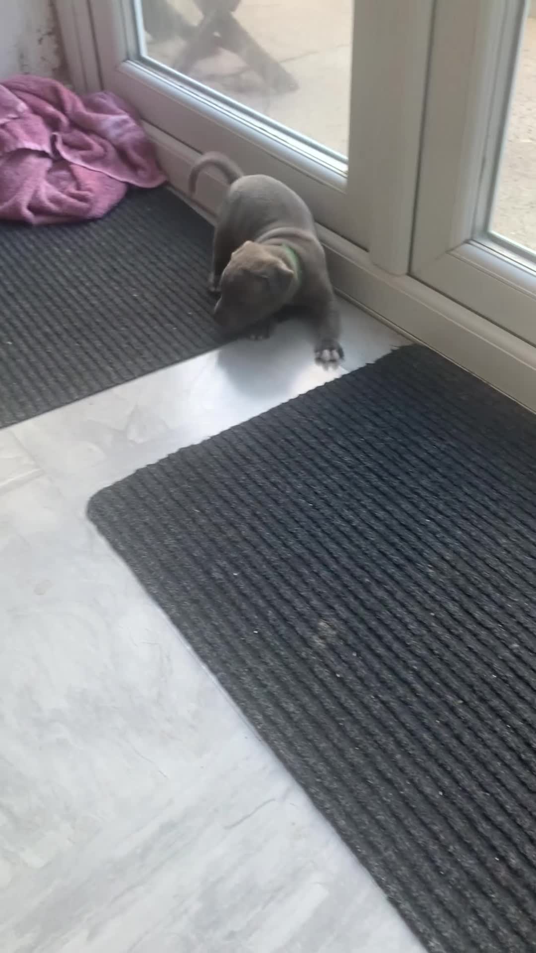 Staffordshire Bull Terrier dogs for sale: 1 left!! KC Blue Staffordshire Bull Terriers - Video 3