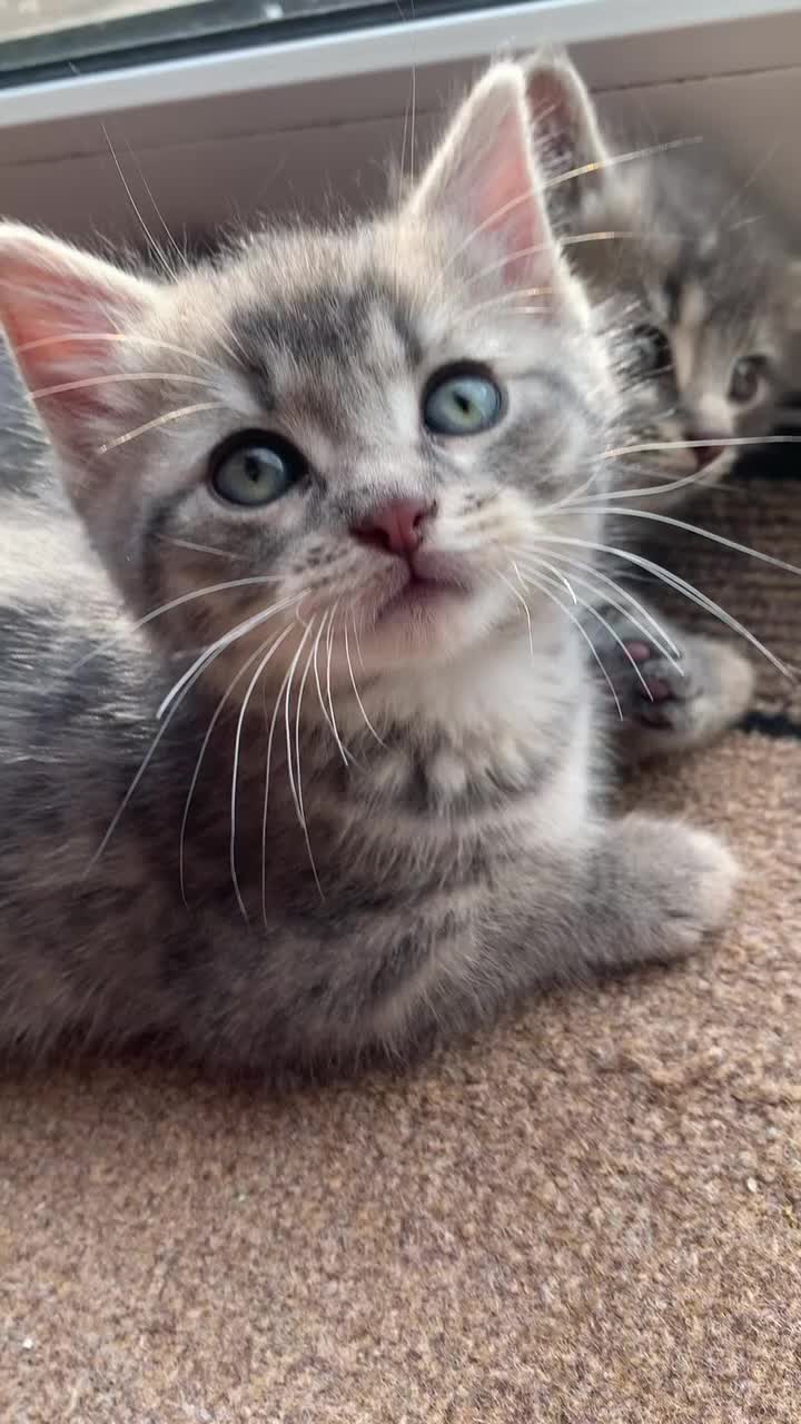 Mixed Breed cats for sale: 5 Adorable Grey & Black Kittens - Video 5