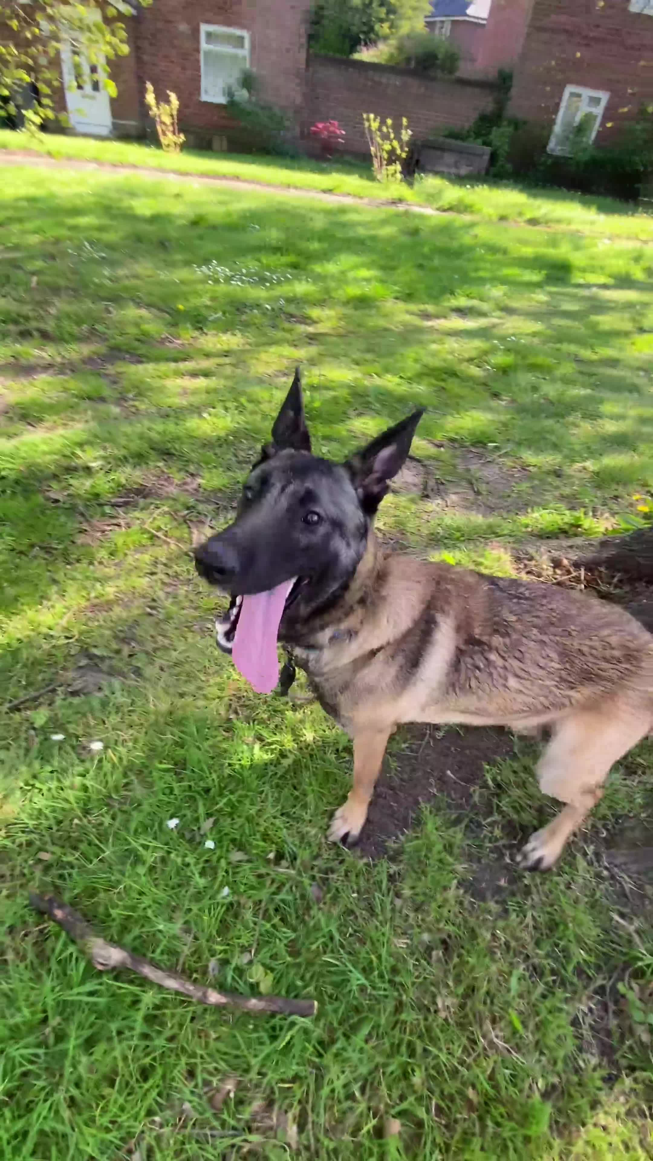 Belgian Shepherd Dog dogs for sale: Male Belgian Malinois in Wirral - Video 1
