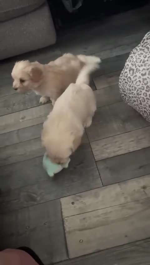 Maltipoo dogs for sale: Stunning F1 Maltipoo Puppies!!! - Video 1