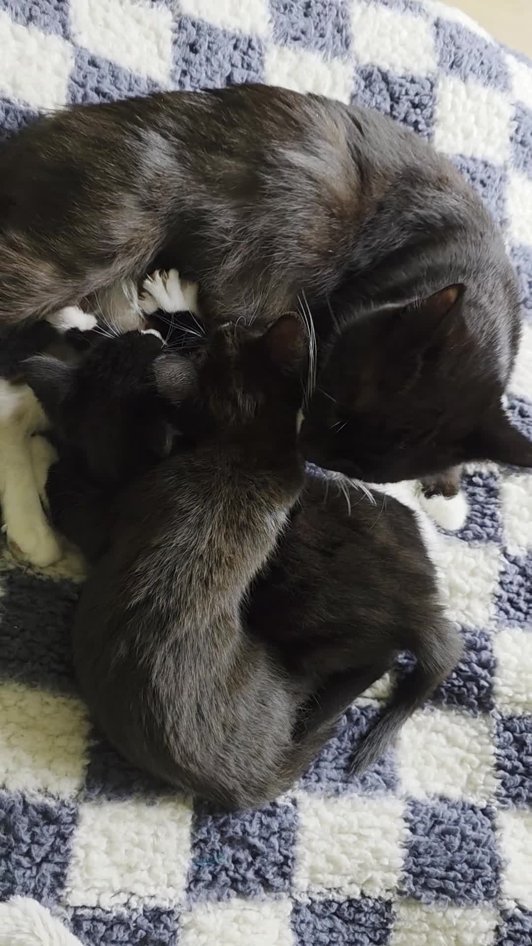 Mixed Breed cats for sale: Kittens for sale! - Video 1