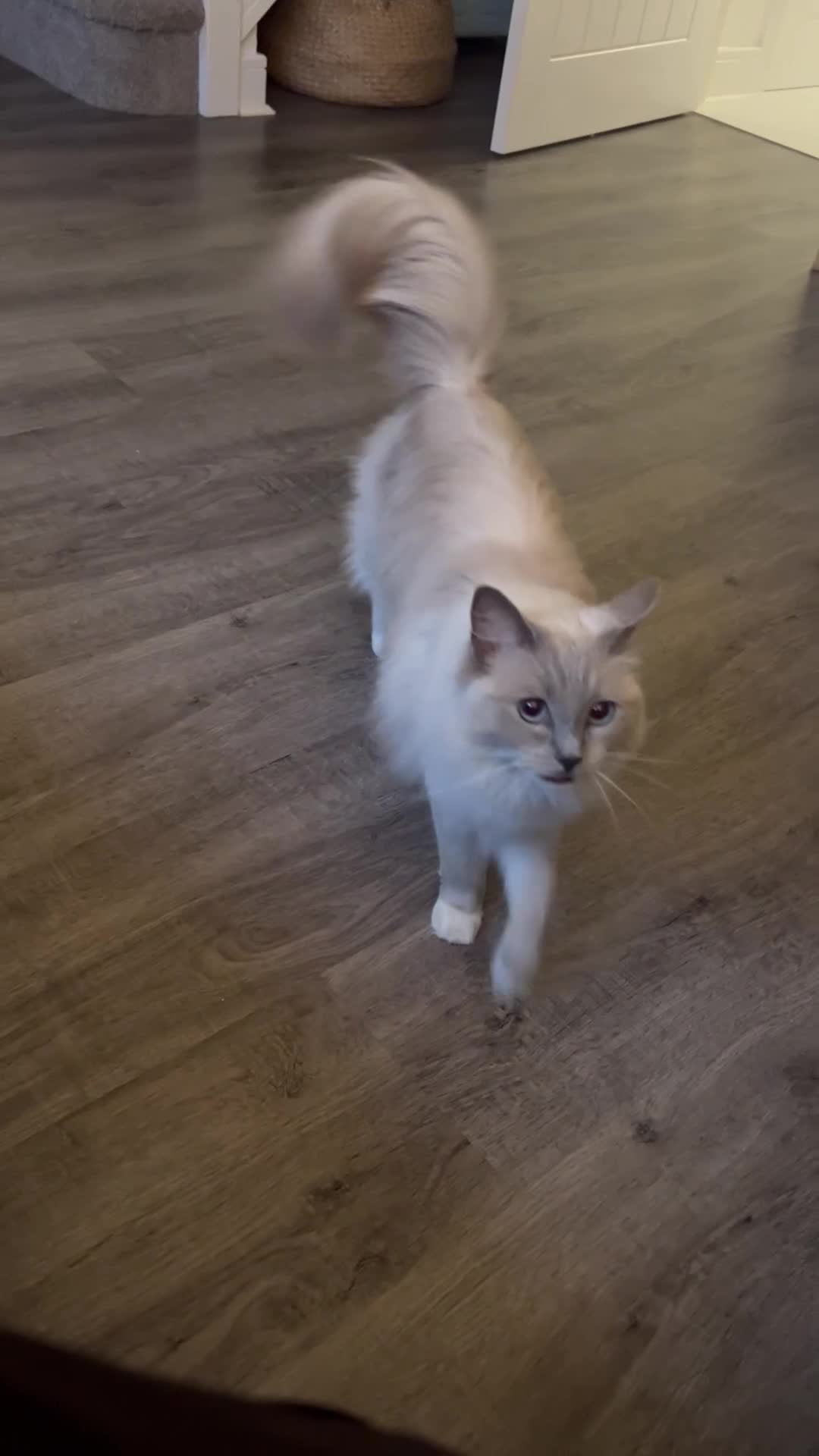 Ragdoll cats for sale: Ragdoll Cat  - Video 1