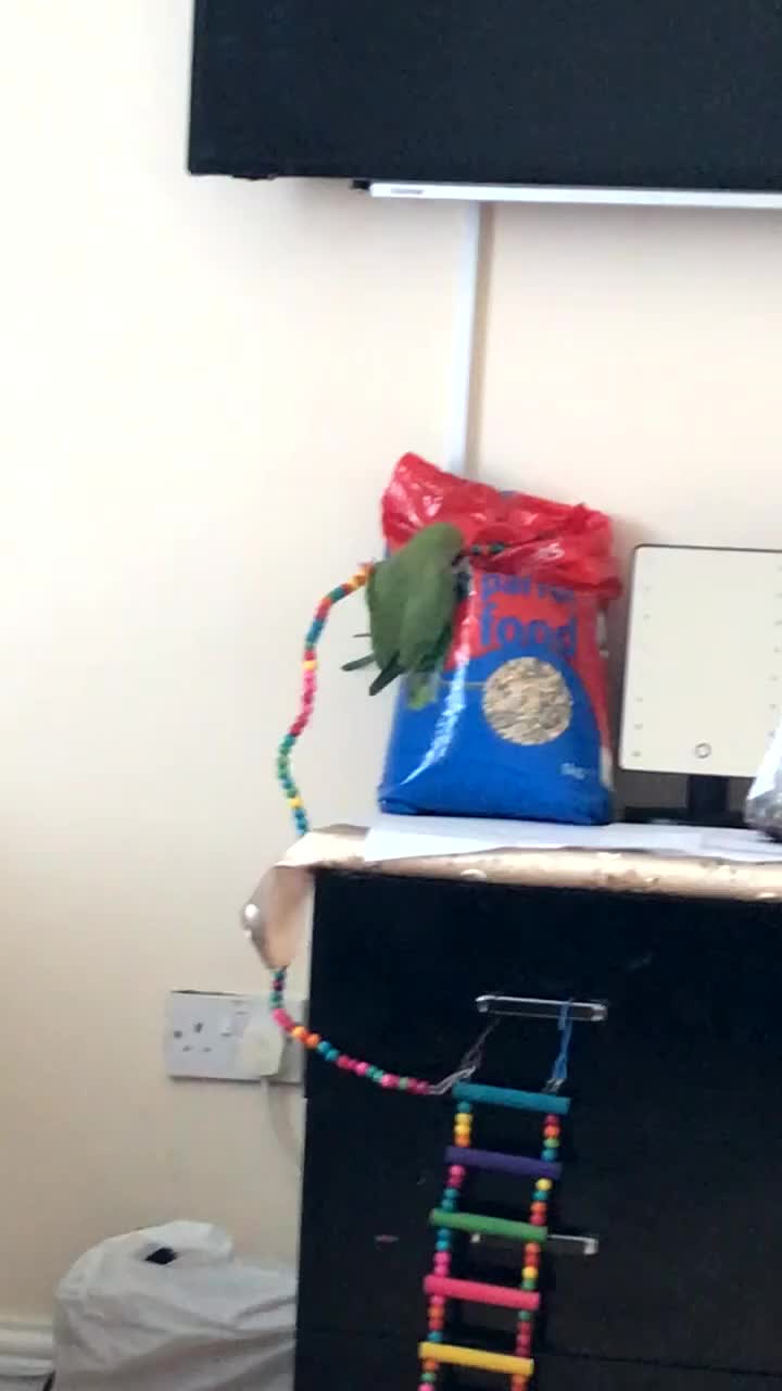 Ringnecks birds for sale: 2 Indian ringneck parrots  - Video 1