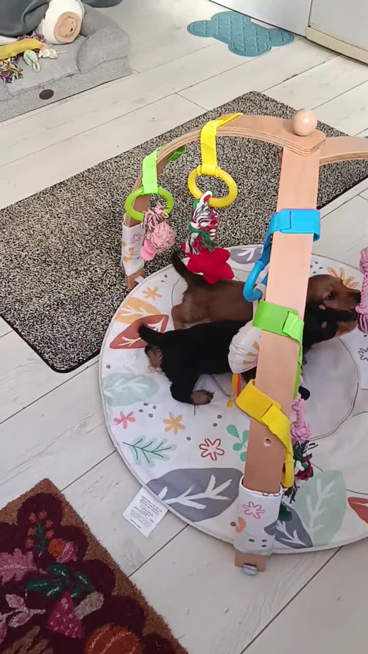 Dachshund dogs for sale: "TALLY" LONG H MINI PRA KC REG FULLY VAX  - Video 1
