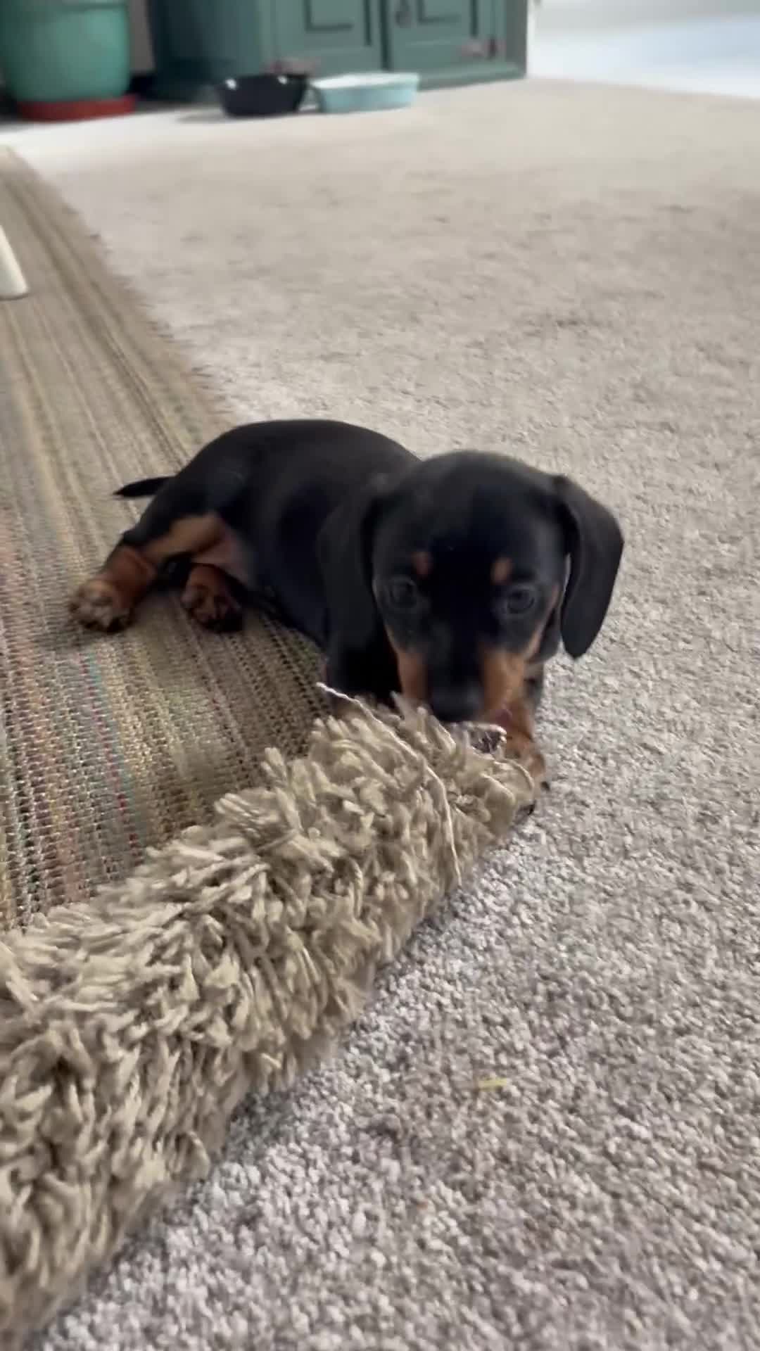 Miniature Dachshund dogs for sale: Mini Daschunds ready for there forever home NOW! in Kingsbridge - Video 1