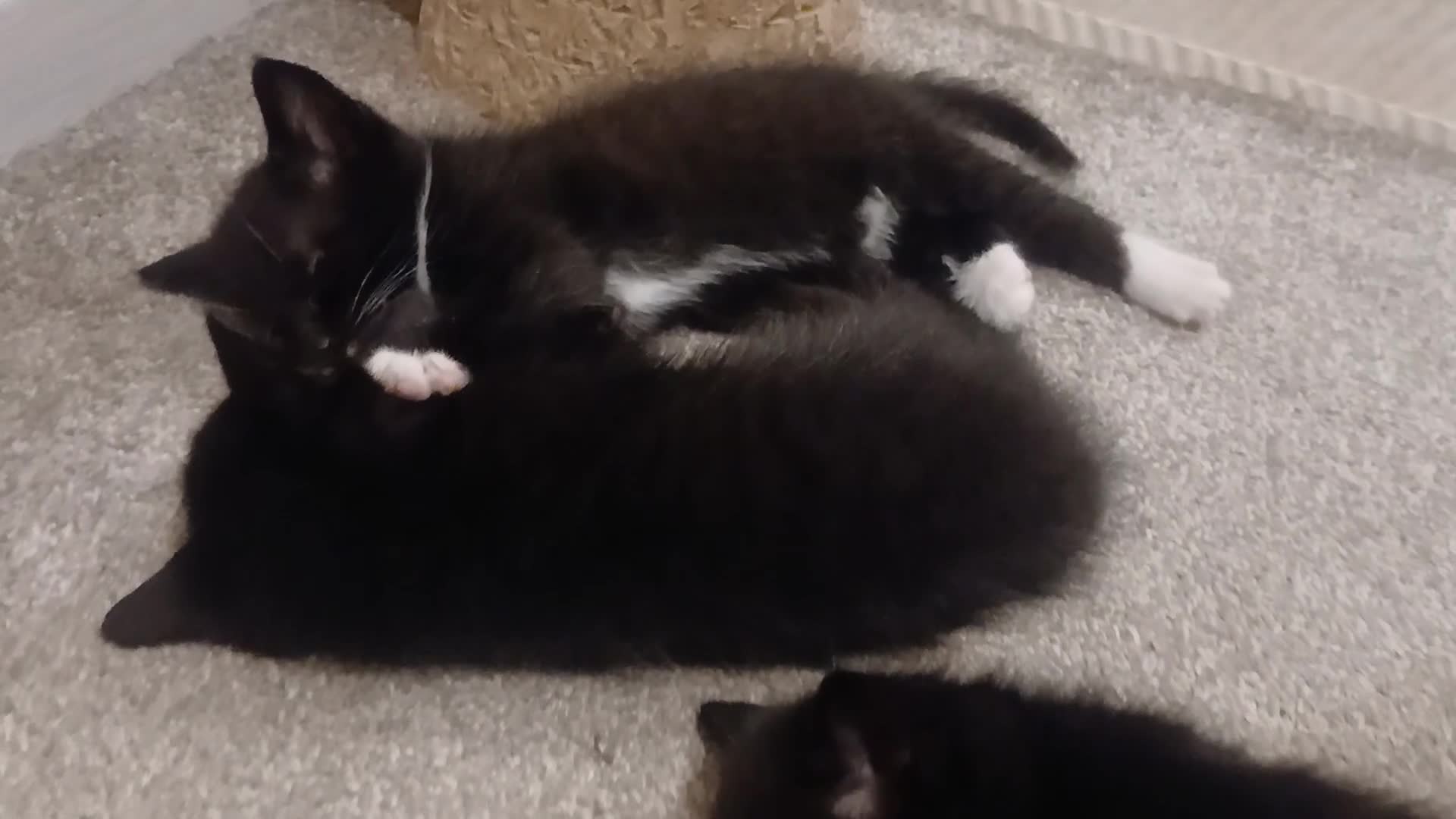 Mixed Breed cats for sale: *1 girl left* - Video 1