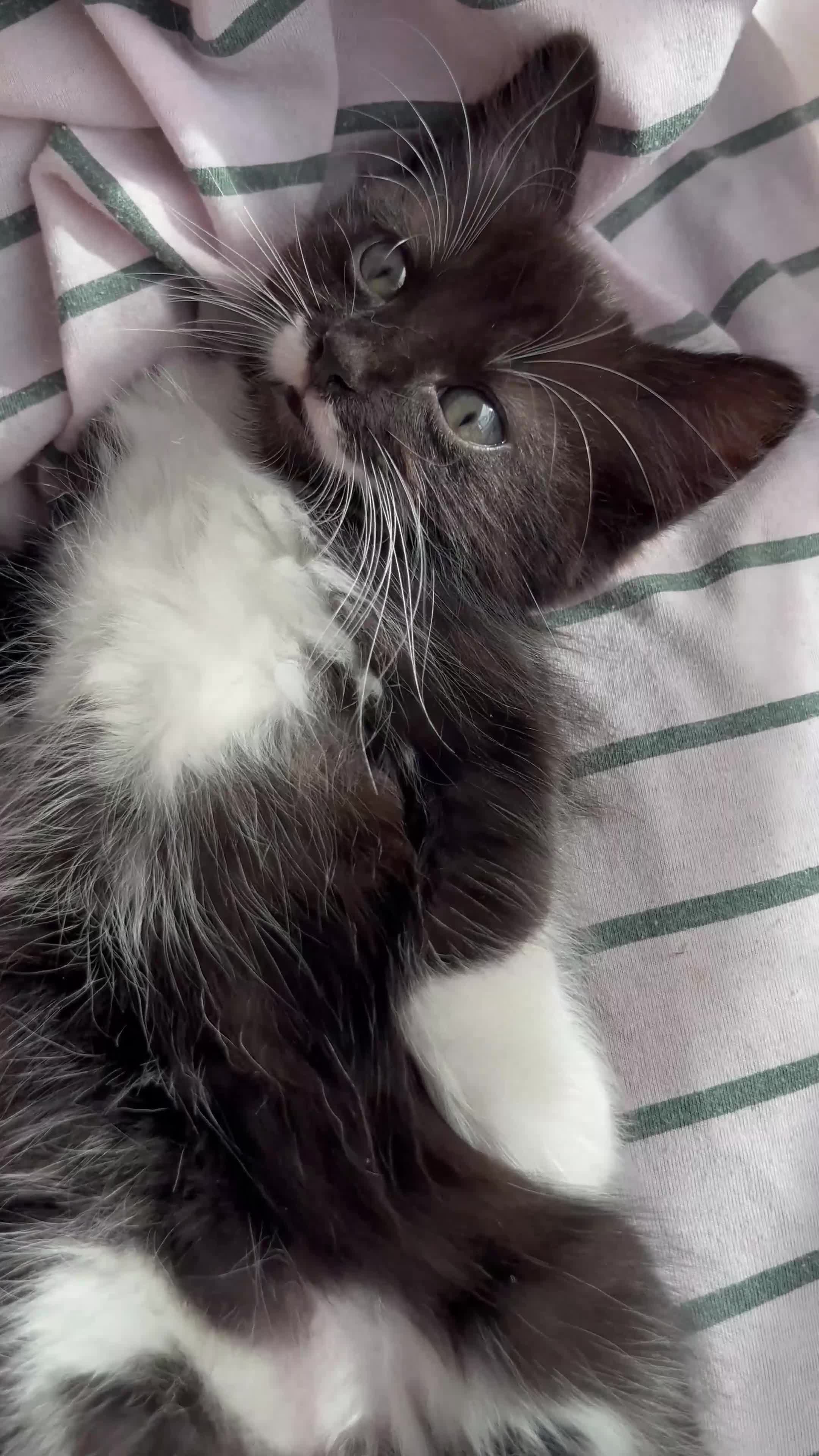 Mixed Breed cats for sale: siamese x siberian tuxedo kittens - Video 2