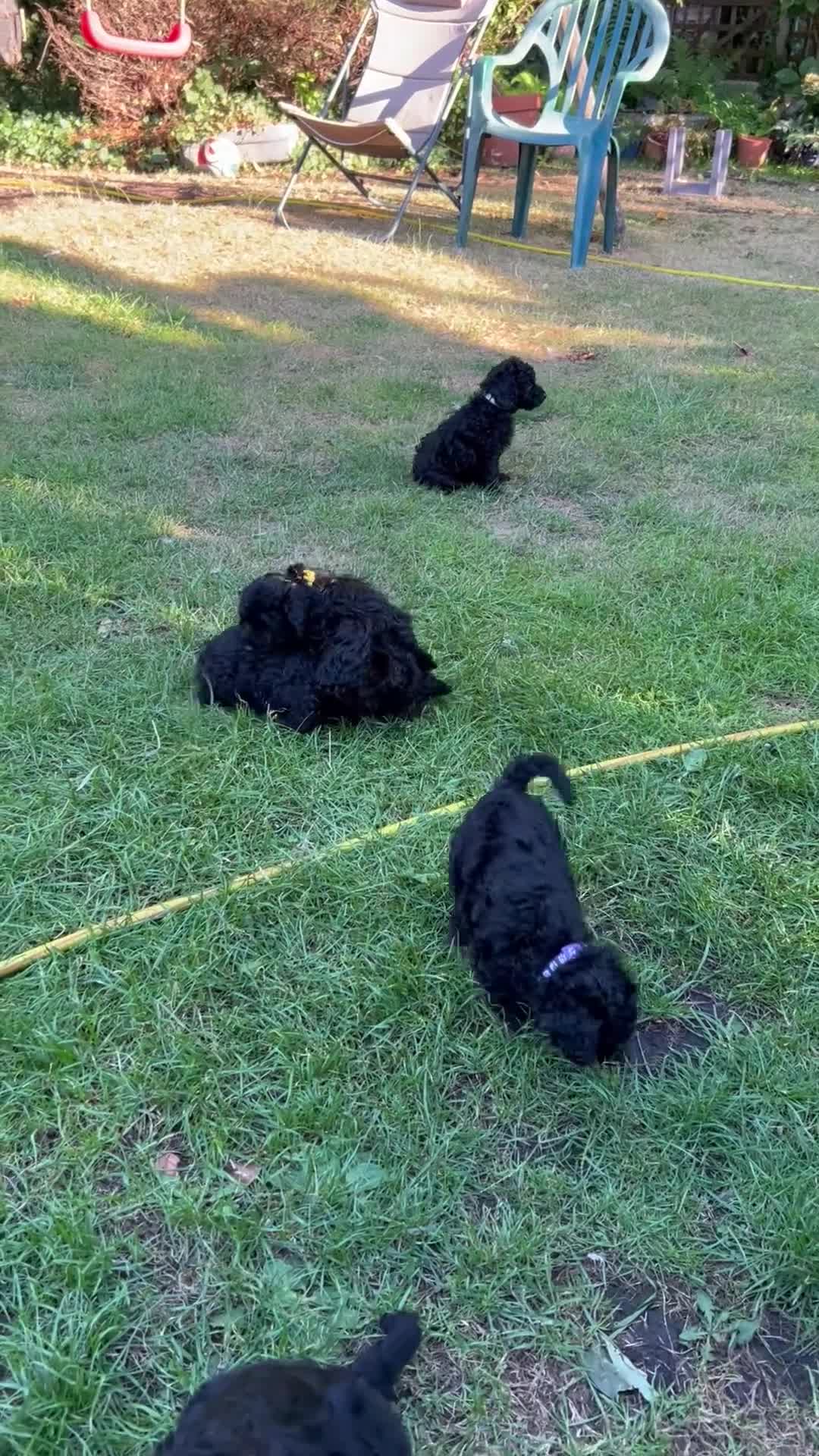 Cockapoo dogs for sale: Cockapoo .. Gorgeous jet black cockapoo puppies. - Video 2