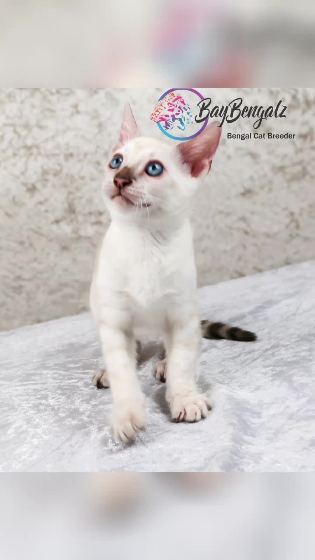 Bengal cats for sale: 1 Boy left, Bengal Snow kittens from RW TGC Sire - Video 1