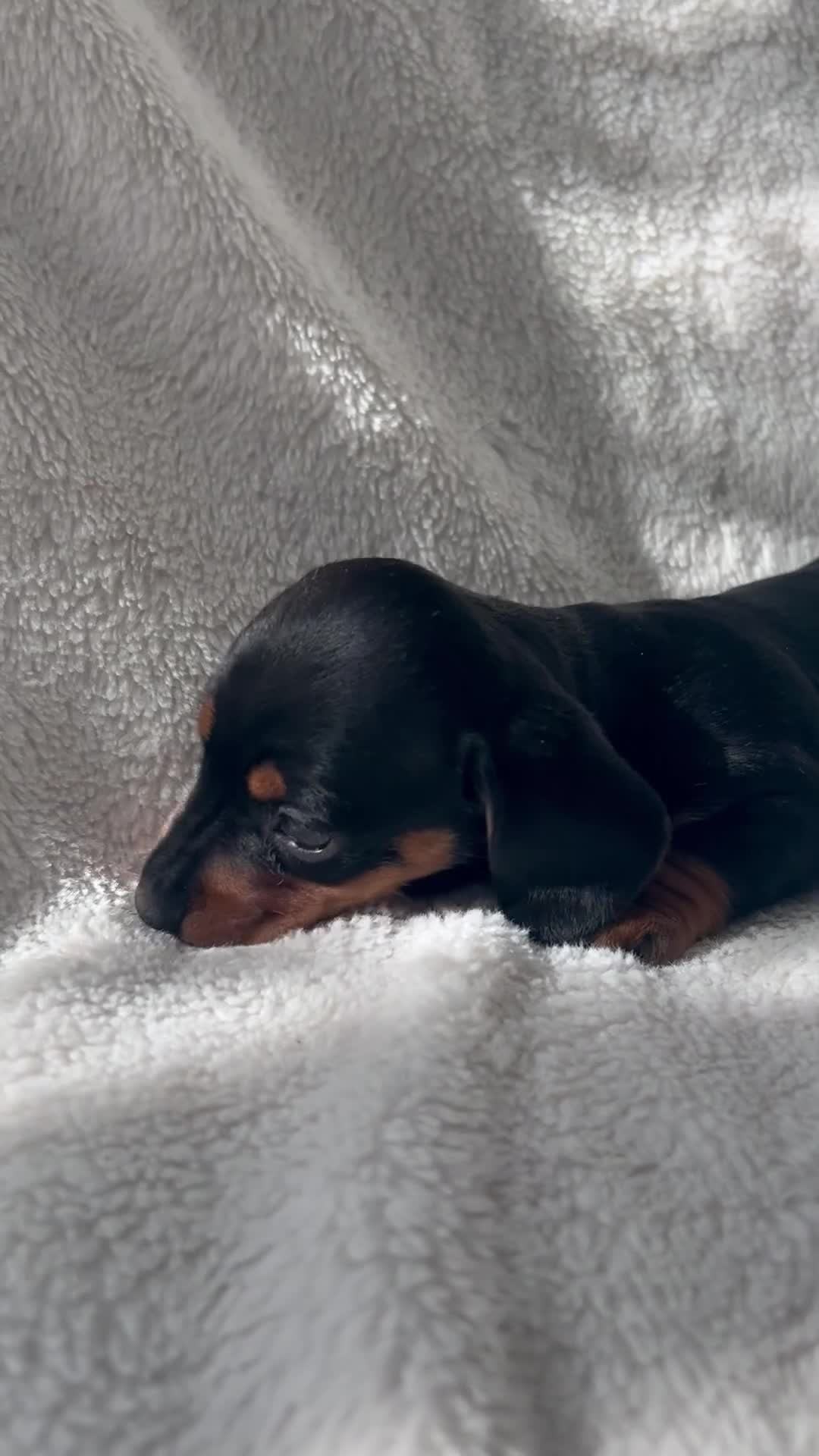 Miniature Dachshund dogs for sale: Bubbles and Oreo  - Video 1