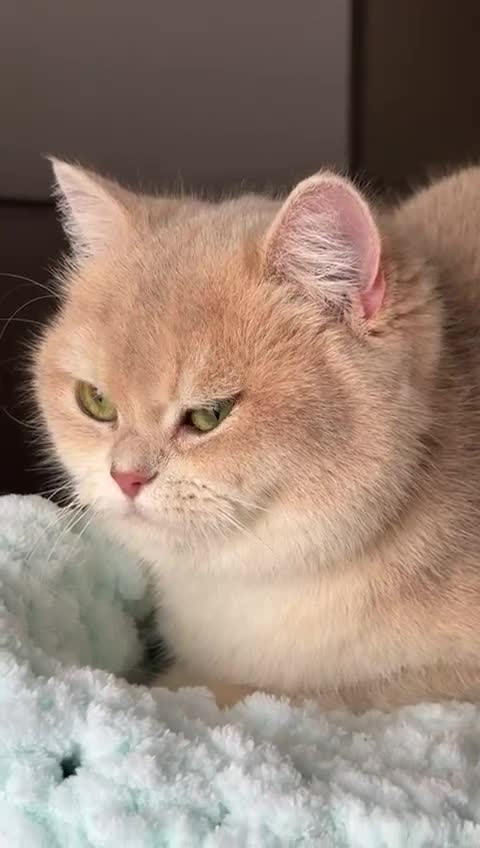 British Shorthair cats for sale: British Shorthair/BSH Blue Golden Chinchilla - Video 4