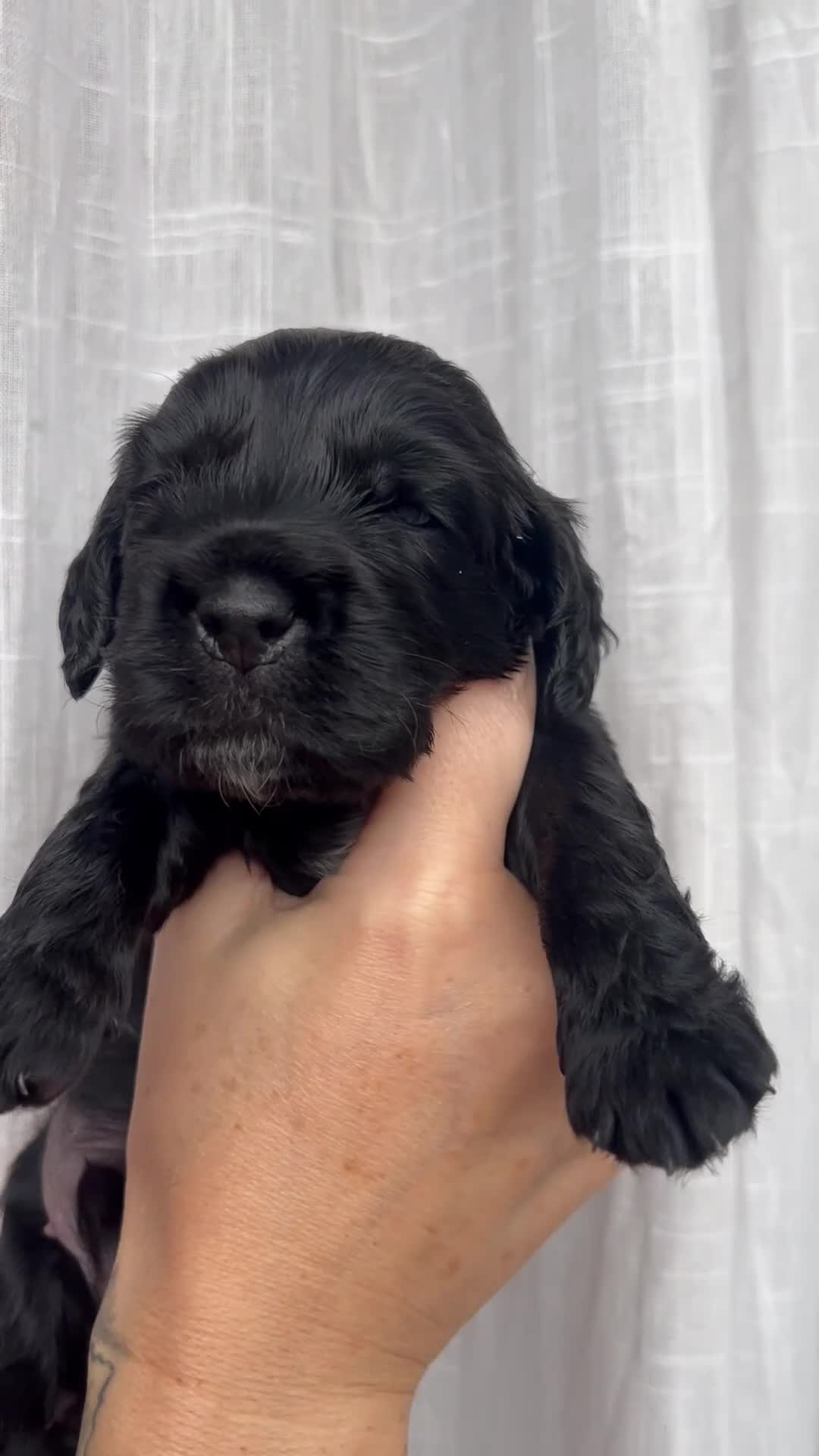 Cocker Spaniel dogs for sale: Show Type Cocker Spaniel Pups 🐶😍 - Video 5