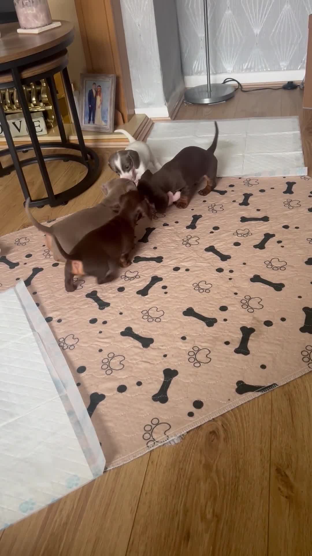 Miniature Dachshund dogs for sale: Miniature Dachshund Puppies  - Video 3