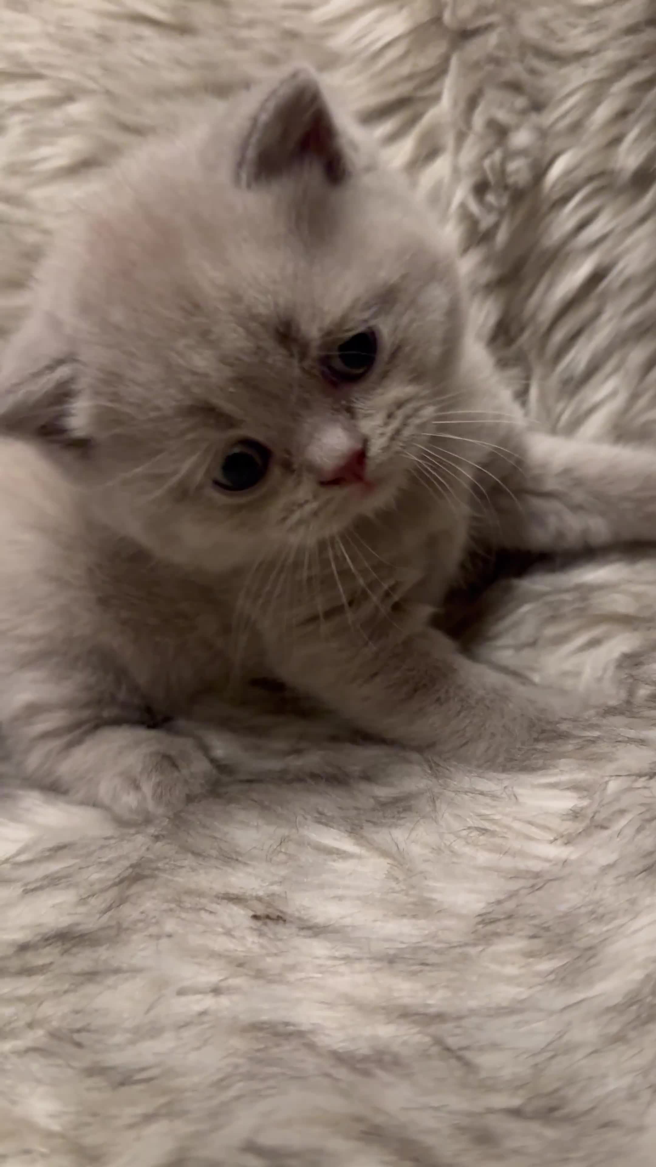 British Shorthair cats for sale: Supreme Champion Line British Shorthair Kittens - Video 1