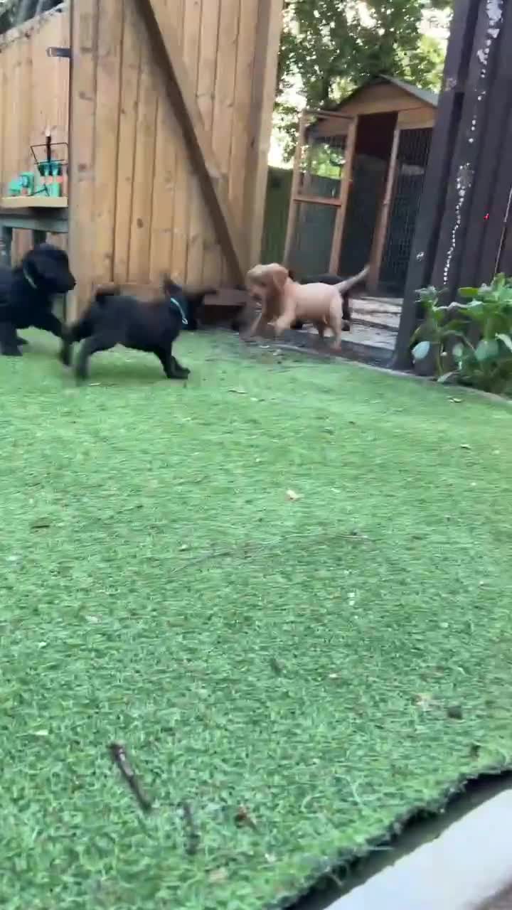 Labradoodle dogs for sale: 4 Beautiful female Labradoodles Ready to go! - Video 1