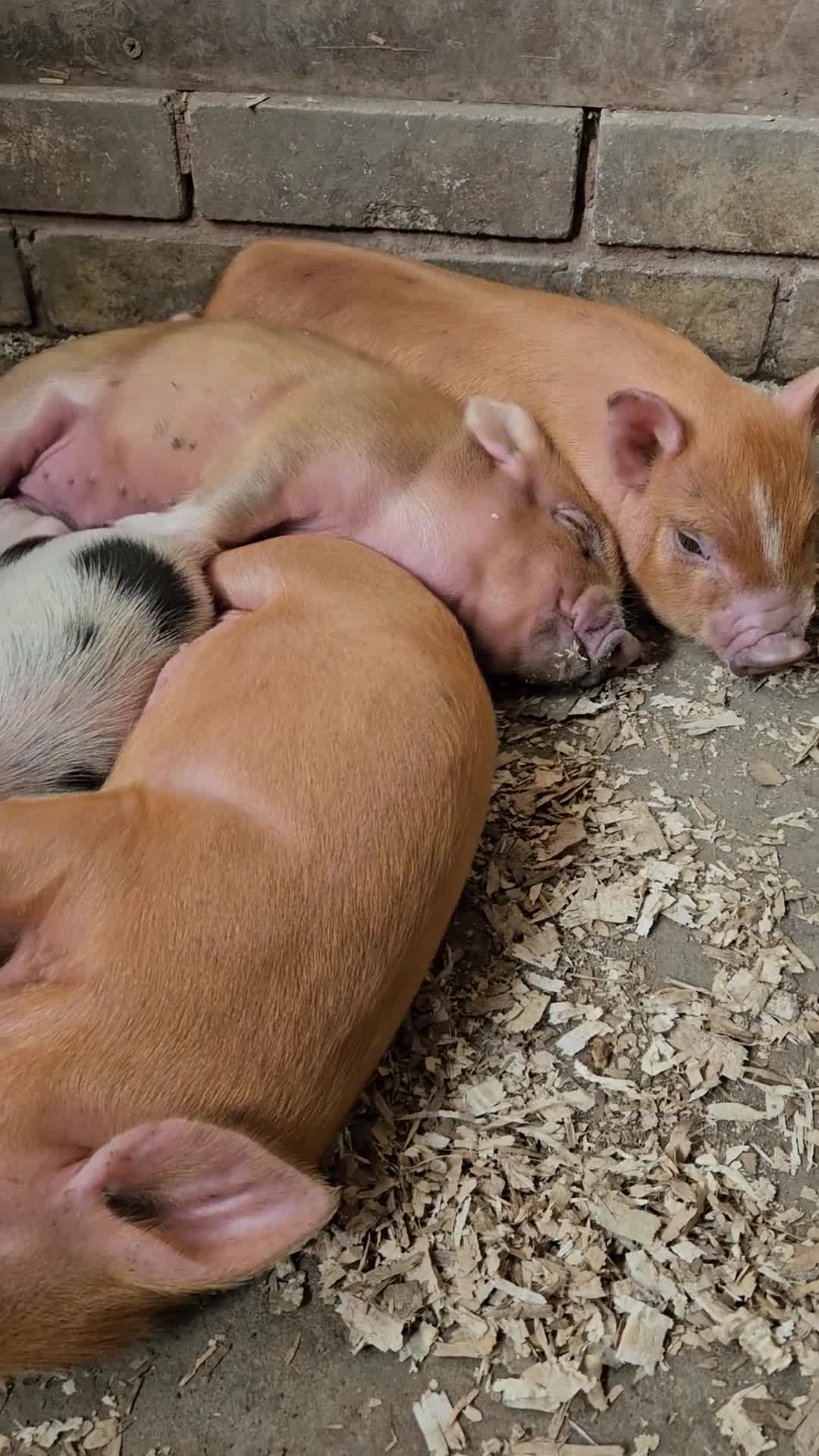 Pig livestock for sale: Adorable Mini Pigs: Spotted & Ginger, M&F in Birmingham - Video 3