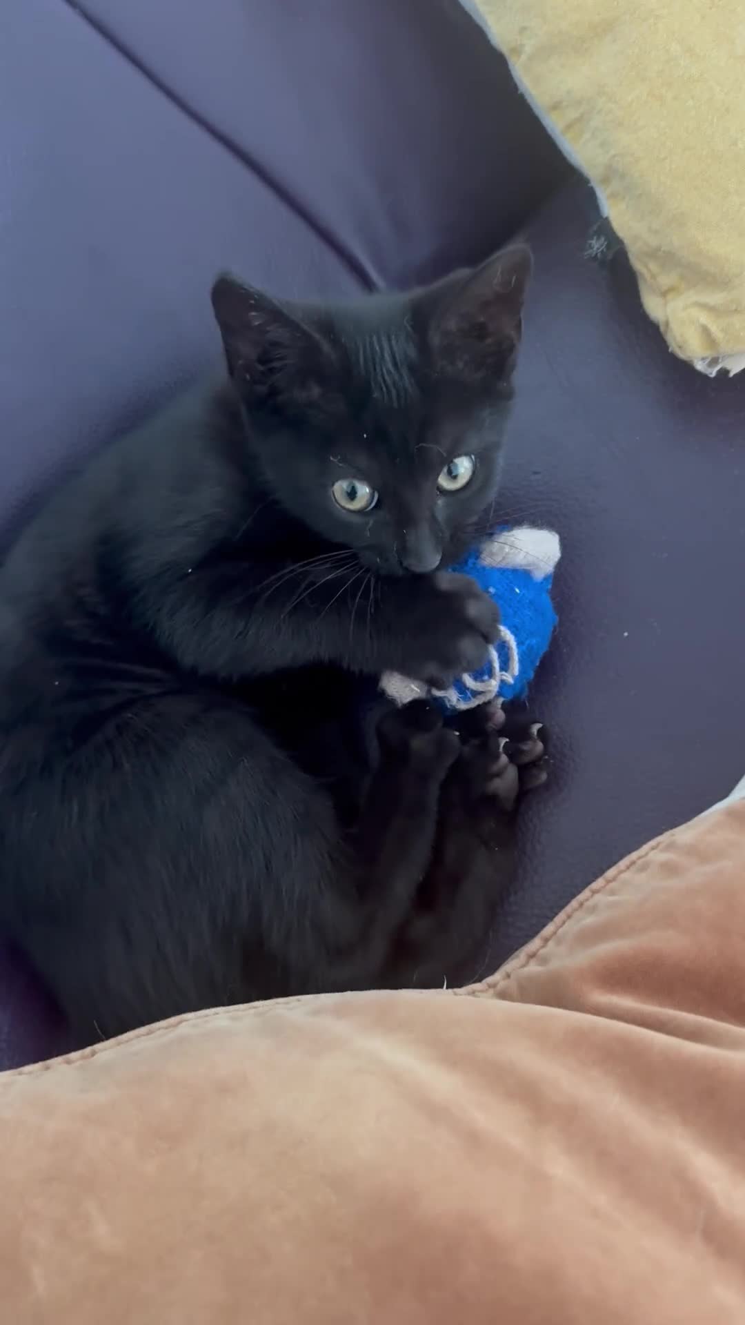 Mixed Breed cats for sale: Black with brown lines female kitten  in Harlow - Video 2