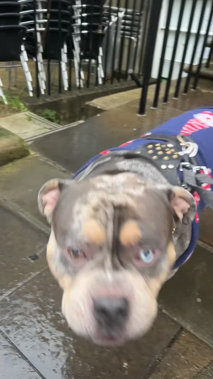 American Bulldog dogs for stud: Pocket bully for stud  - Video 2
