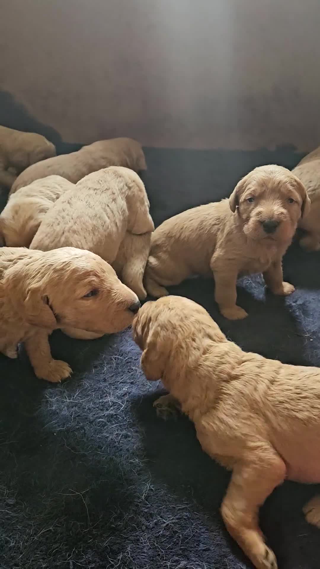 Labradoodle dogs for sale: Rare F1 Labradoodle Puppies(7 LEFT!) - Video 1