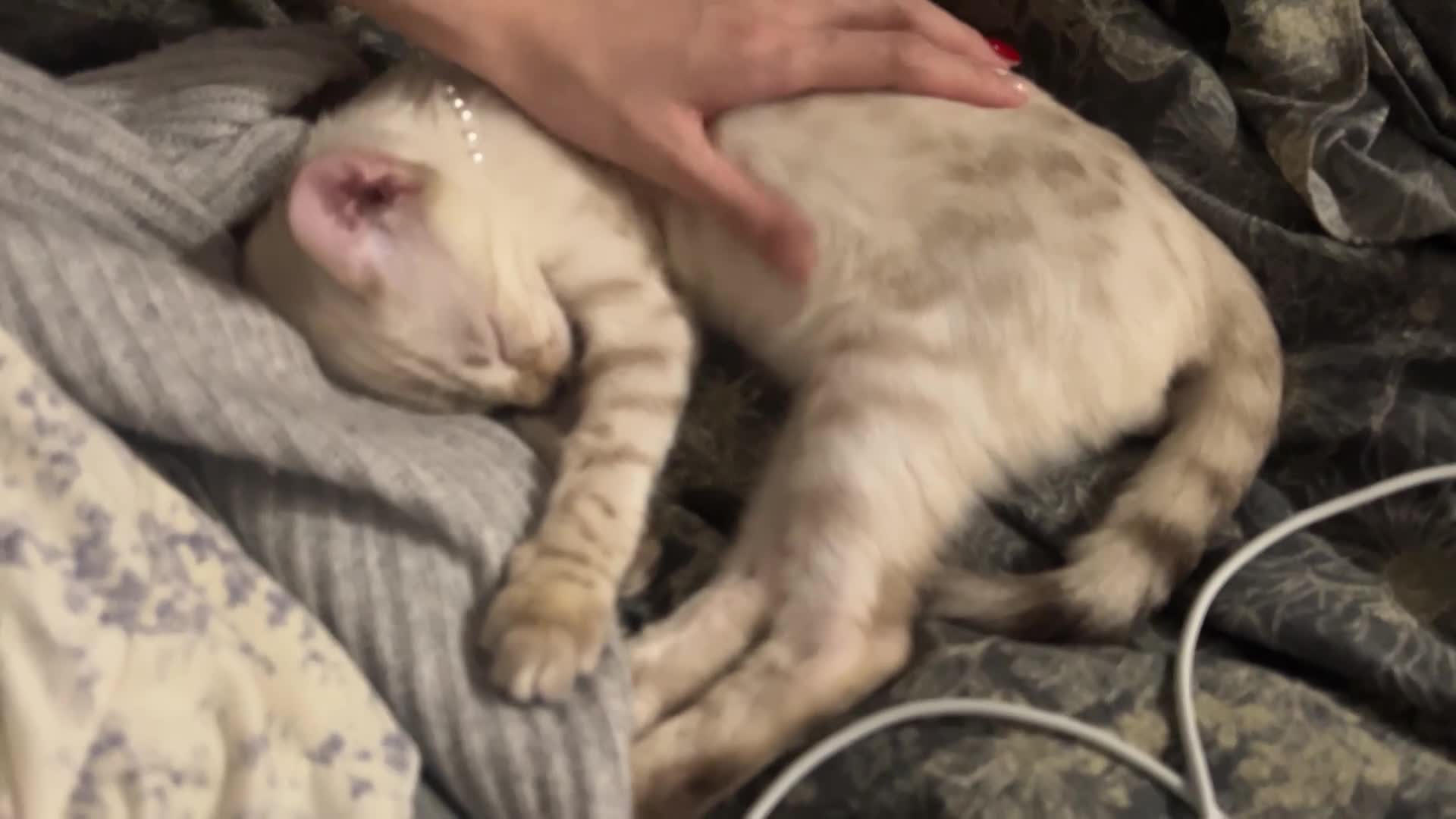 Bengal cats for sale: Beautiful Male Snow Leopard Bengal Cat - Video 1