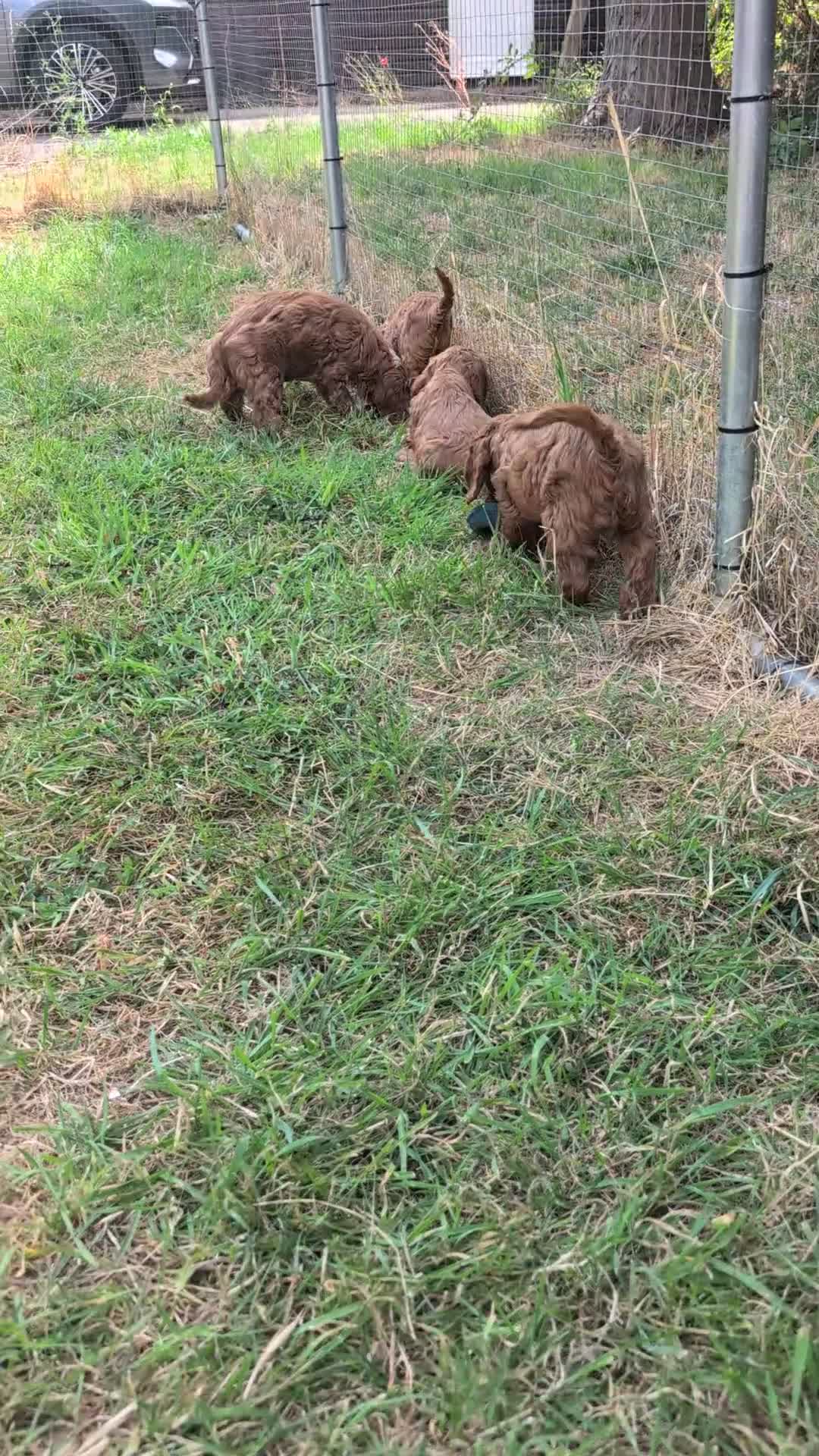 Cockapoo dogs for sale: Beautiful red pups from health tested parents - Video 5