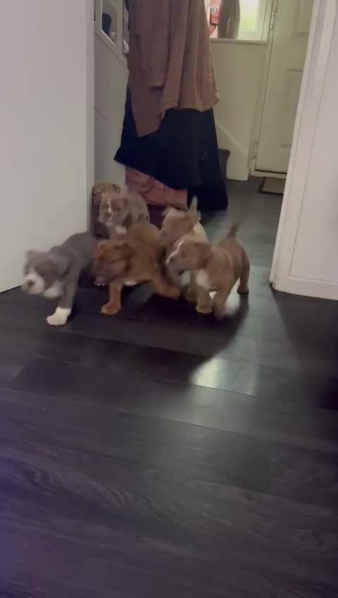 Olde English Bulldogge dogs for sale: BUYER PULL OUT LAST MALE REDUCED!!!! - Video 1