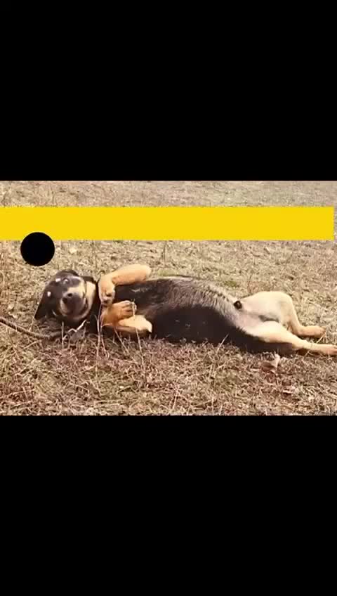 Mixed Breed dogs for adoption: Taco, 10-12 months old. Is reserved 🎉🎉 - Video 1
