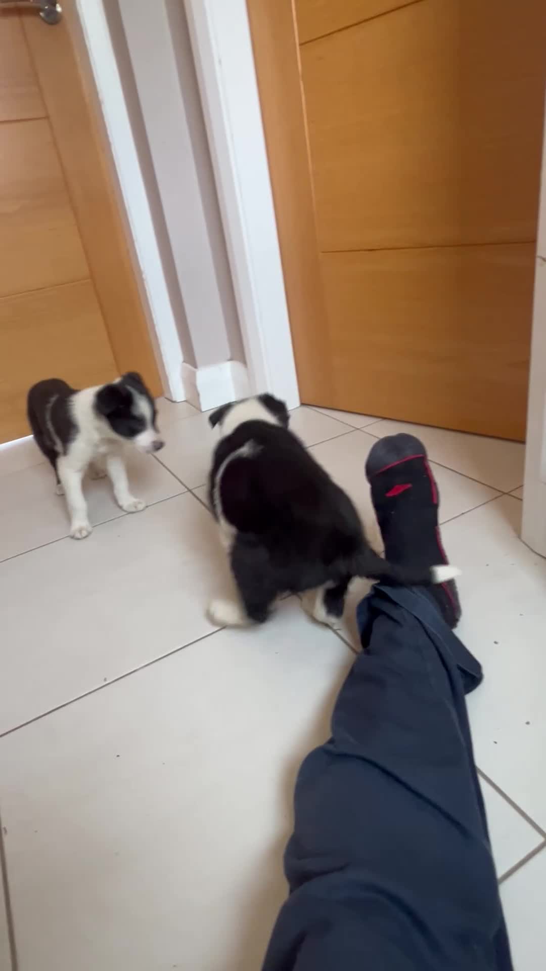 Border Collie dogs for sale: Border collies for sale in Denbigh - Video 1