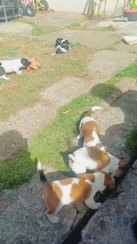 Jack Russell dogs for sale: 5 Gorgeous Puppies  in London - Video 1