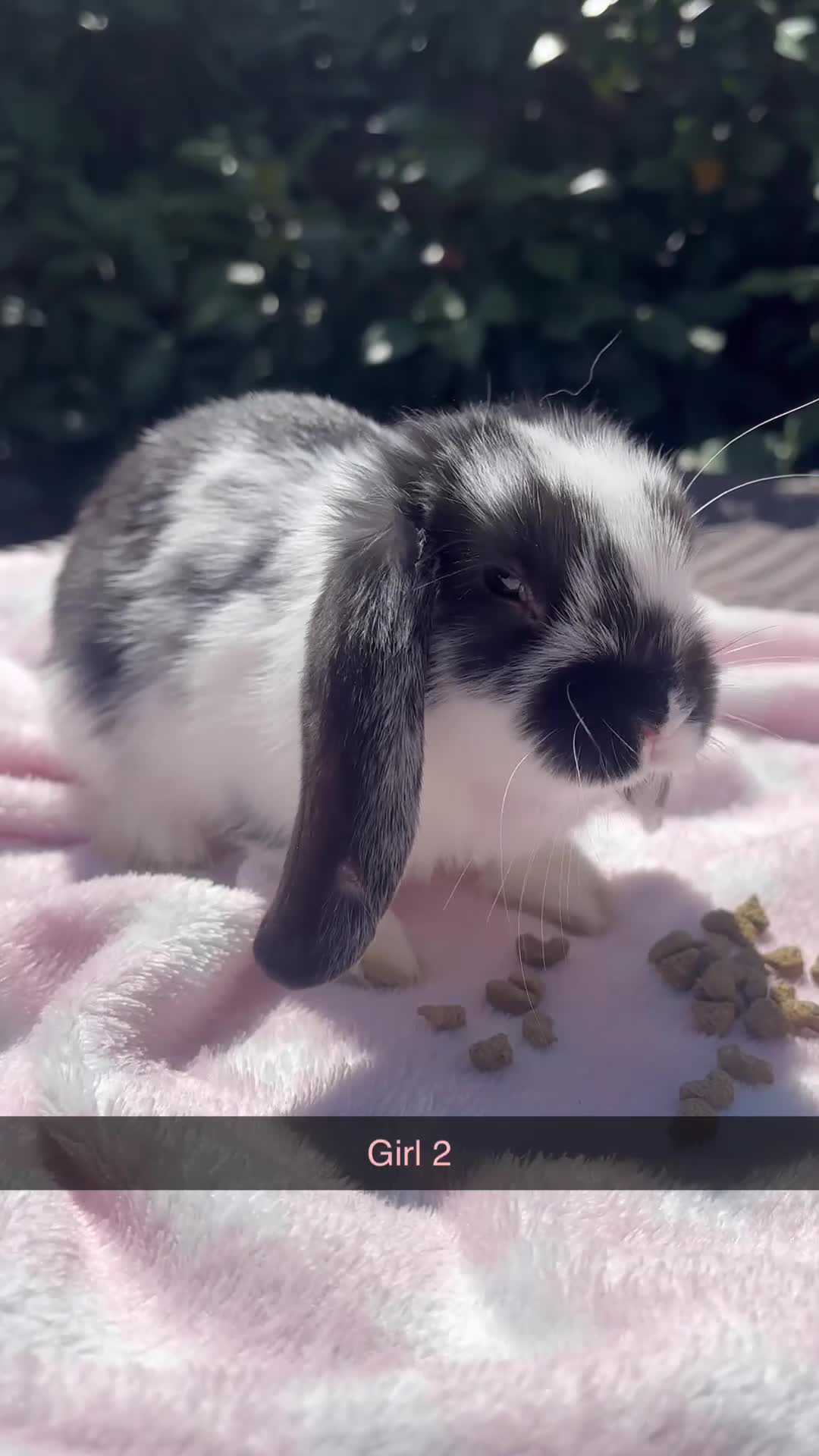 Mini Lop rabbits for sale:  8 Mini lop babies!! - Video 1
