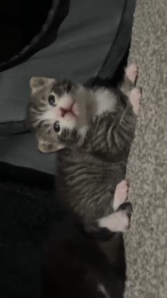 Domestic Shorthair cats for sale: domestic short hair kittens - Video 1