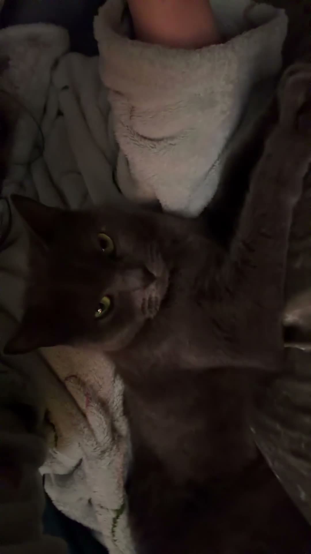 British Shorthair cats for sale: Beautiful Leia looking for her forever home!  - Video 3